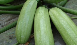 娱乐圈吃瓜有什么好处,揭秘娱乐八卦背后的乐趣与益处